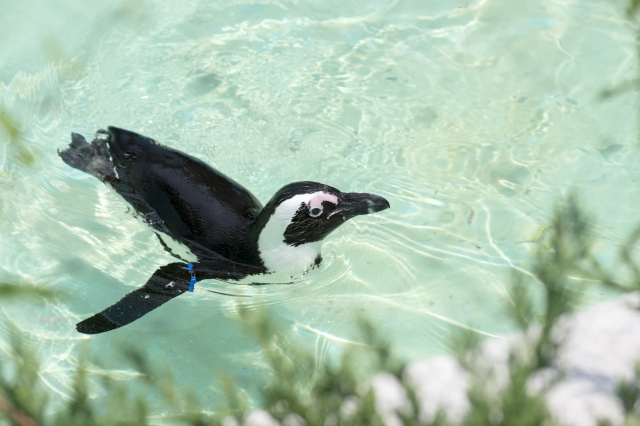 泳ぐケープペンギン