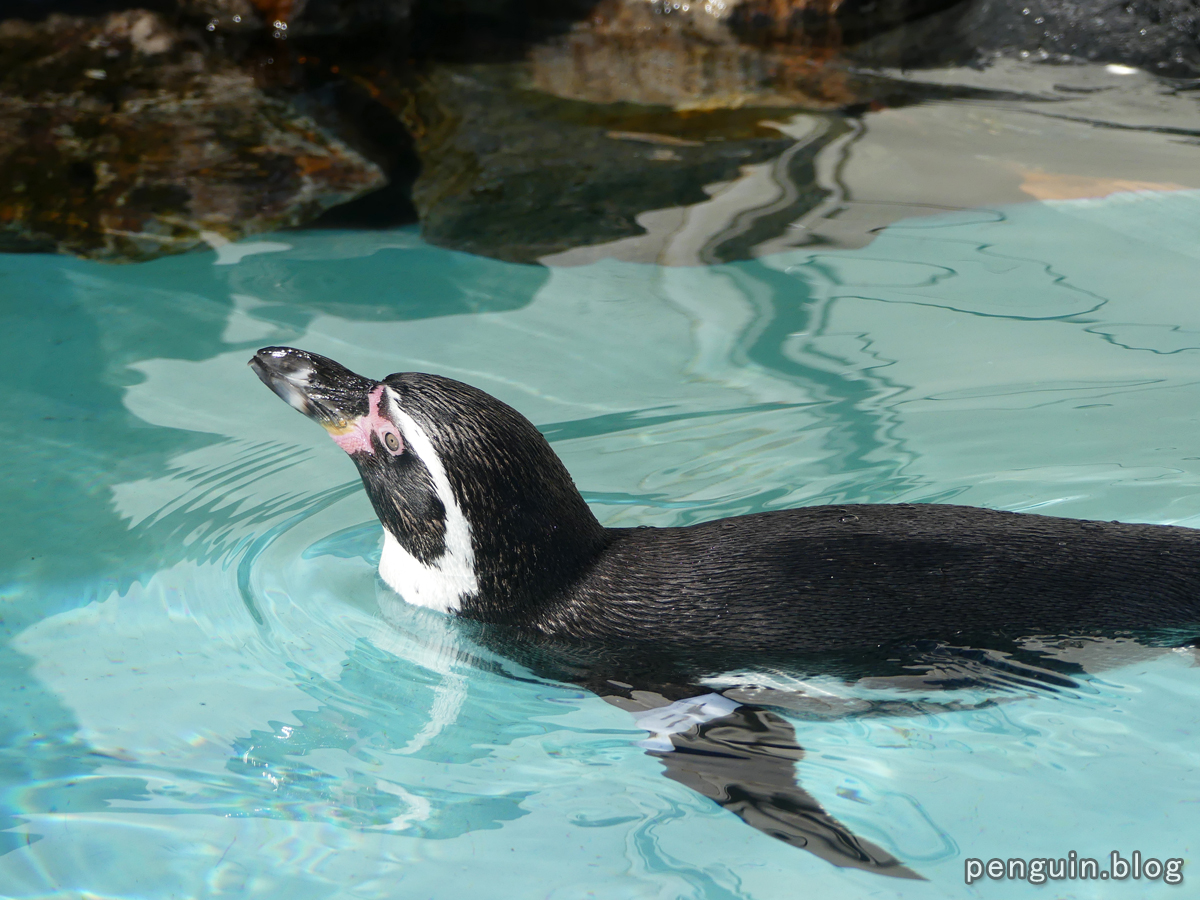 フンボルトペンギンの遊泳