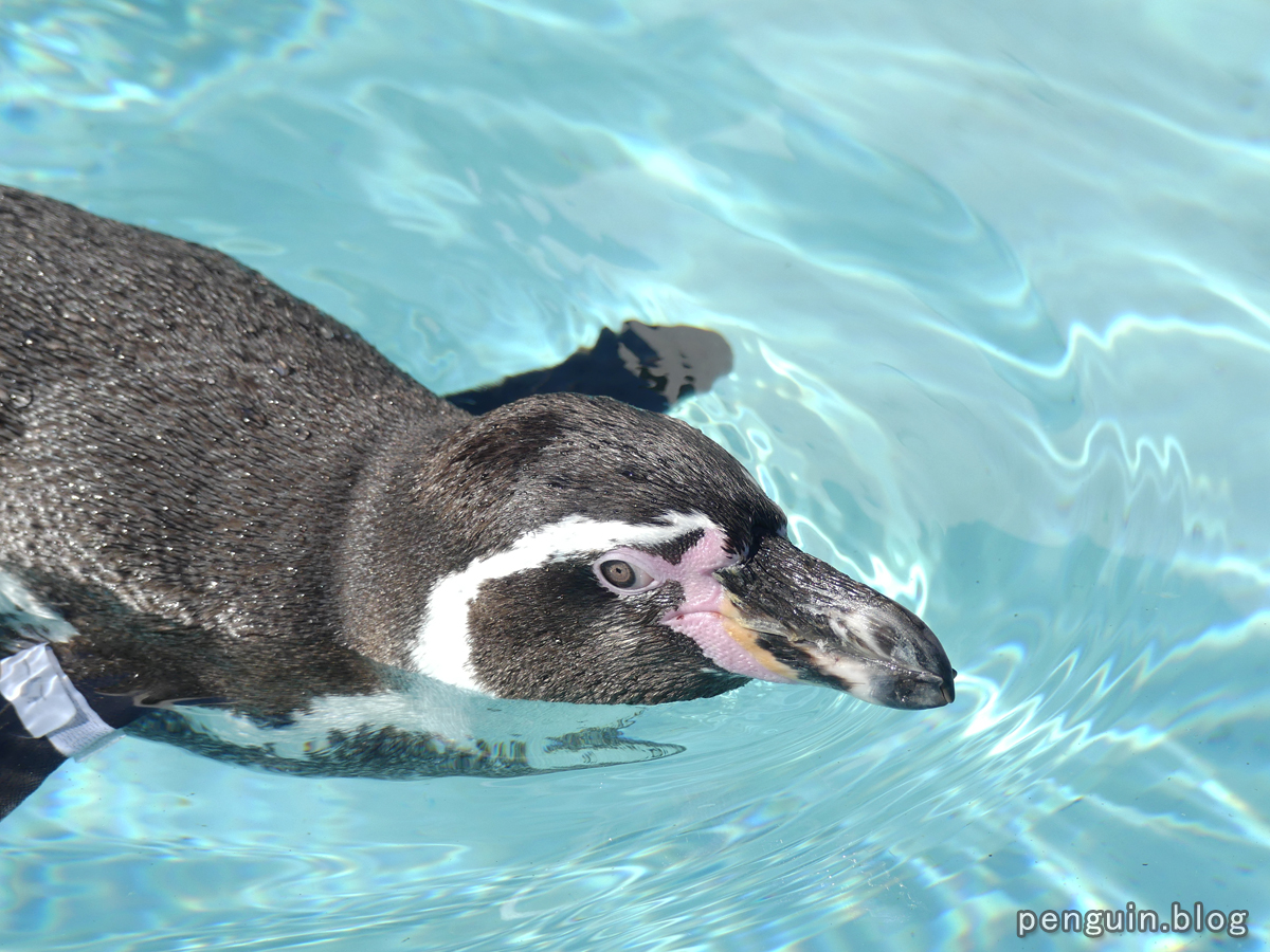 フンボルトペンギンの遊泳2