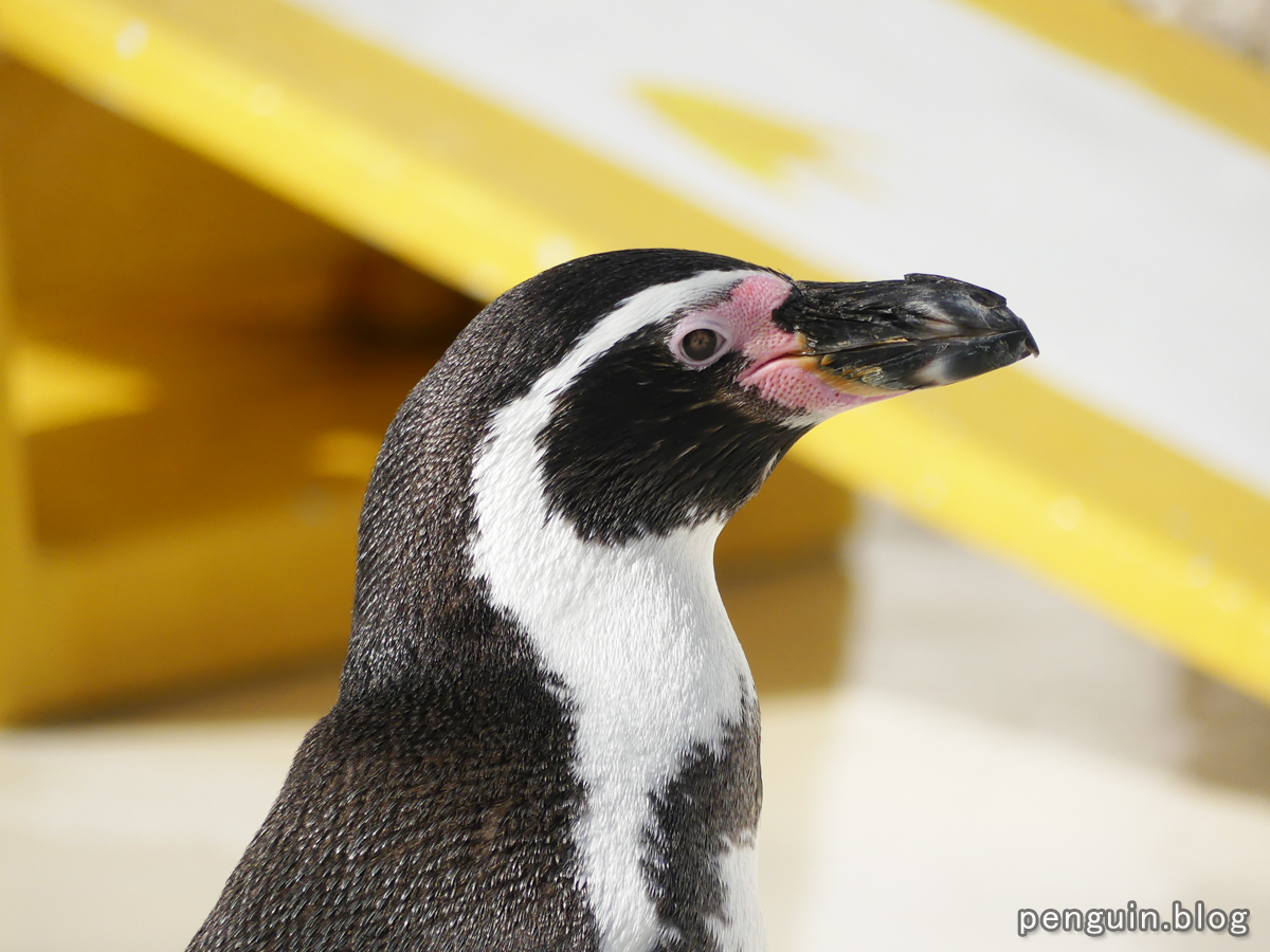 フンボルトペンギン5