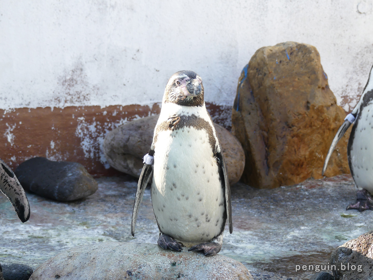 フンボルトペンギン その6