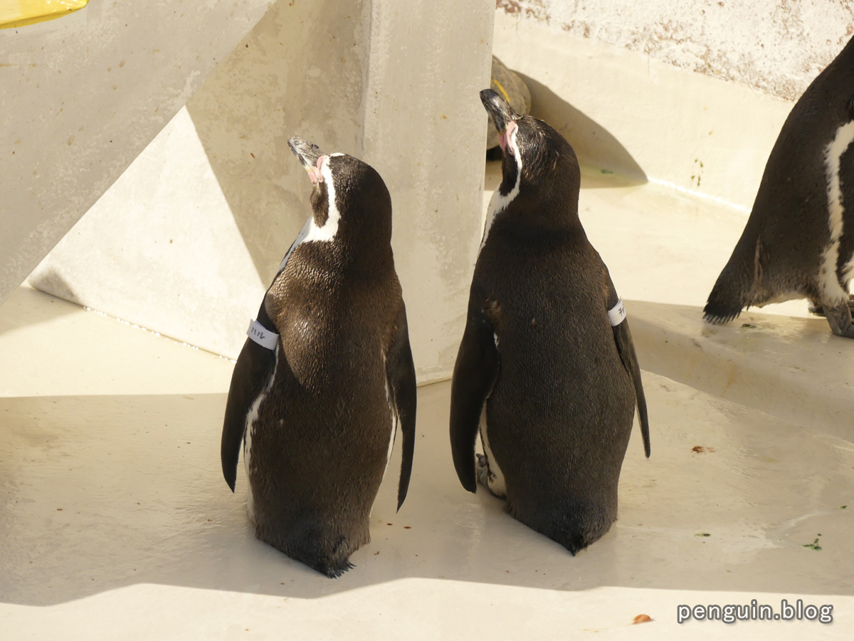 フンボルトペンギン その8