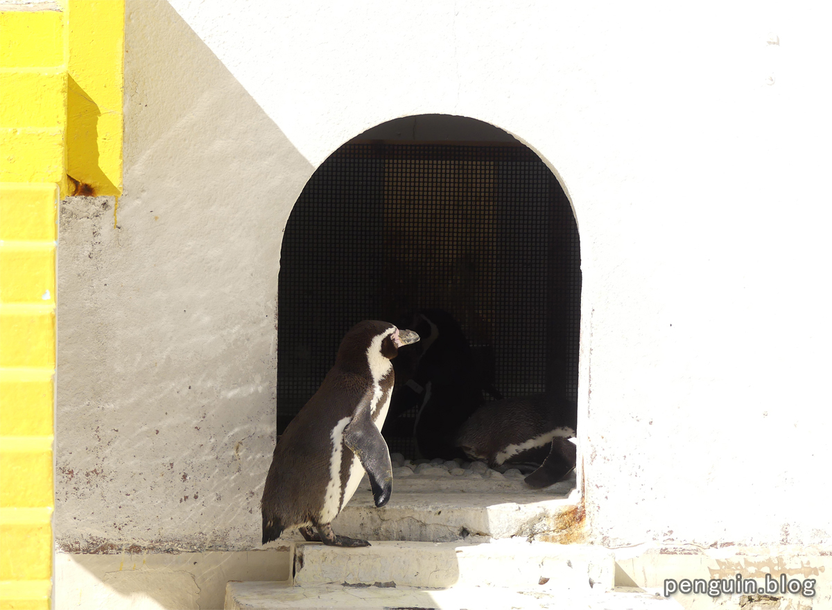 出入口ペンギン2