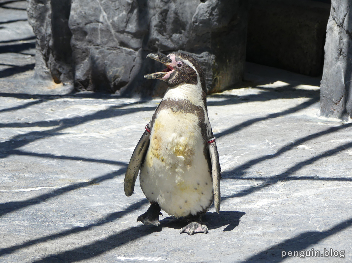 鳴くフンボルトペンギン