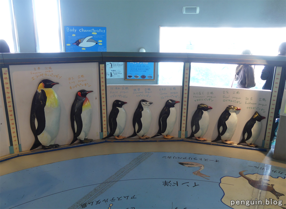 等身大のペンギン模型