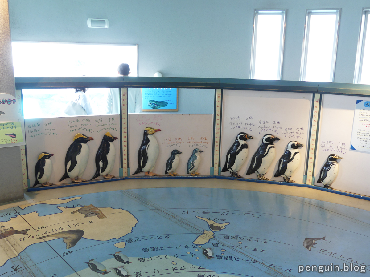 等身大のペンギン模型2