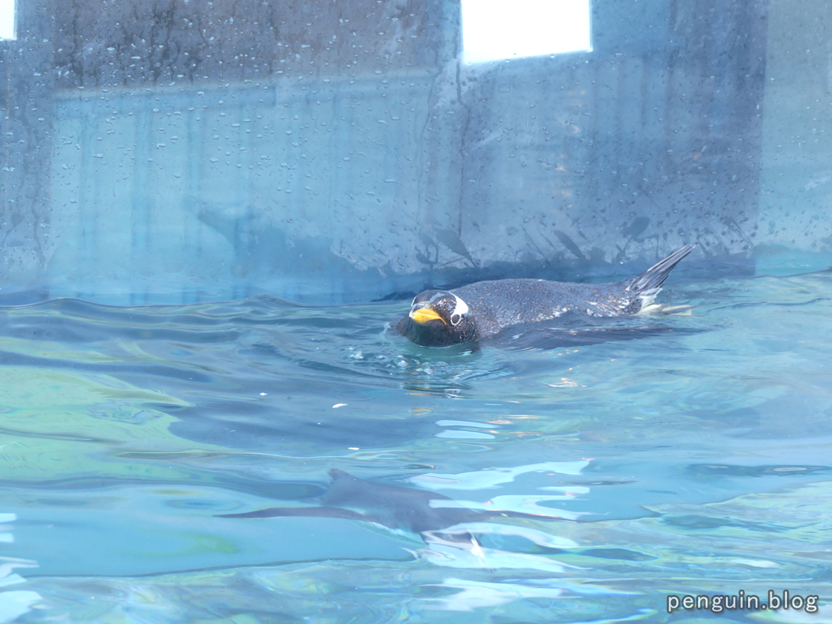 ジェンツーペンギンの遊泳2
