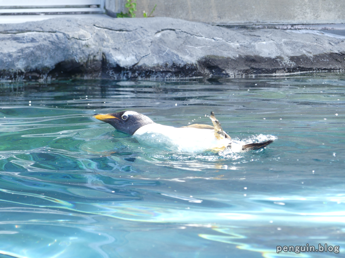 ジェンツーペンギンの遊泳