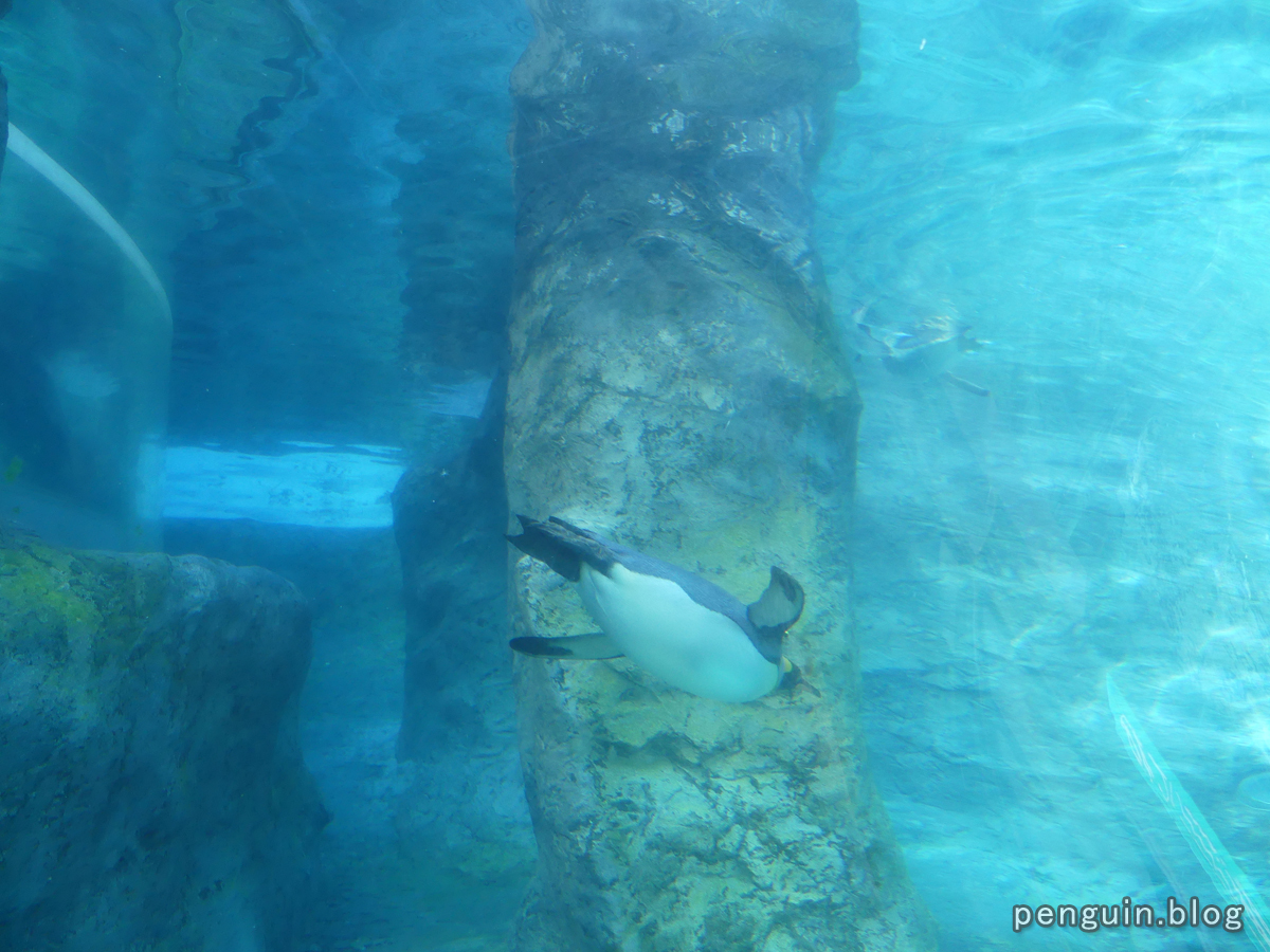 ペンギン水中トンネル キングペンギン
