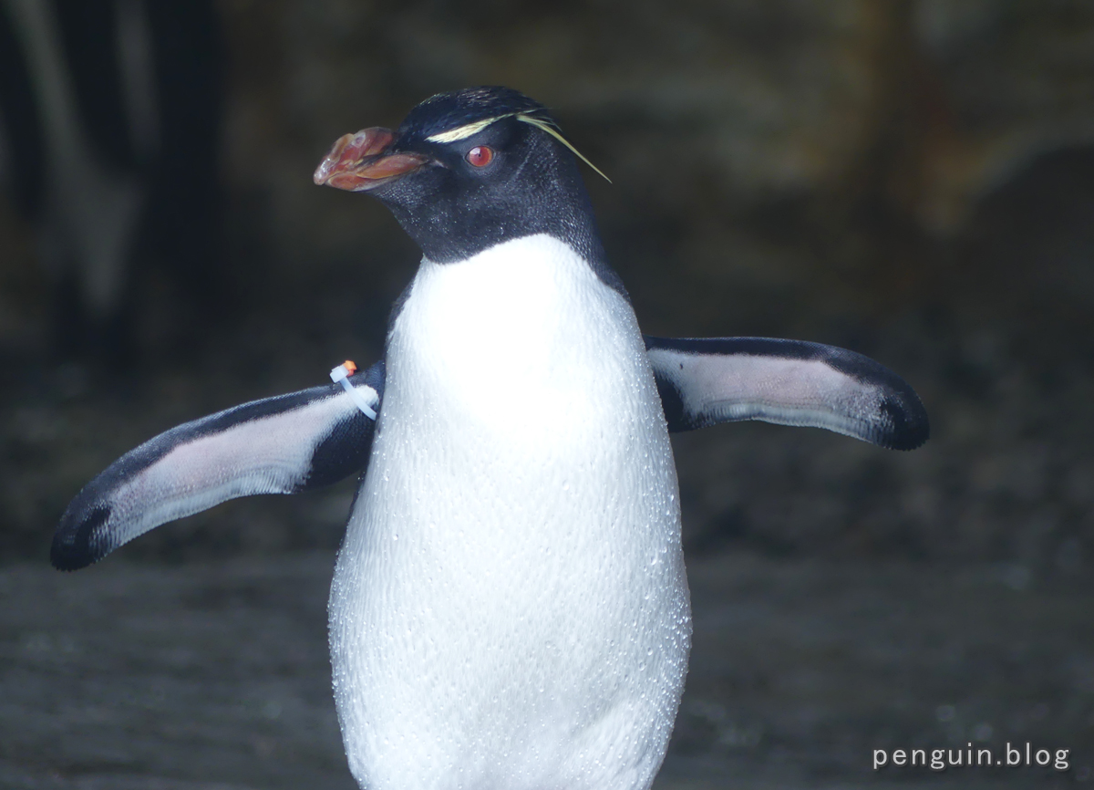 ミナミイワトビペンギン2