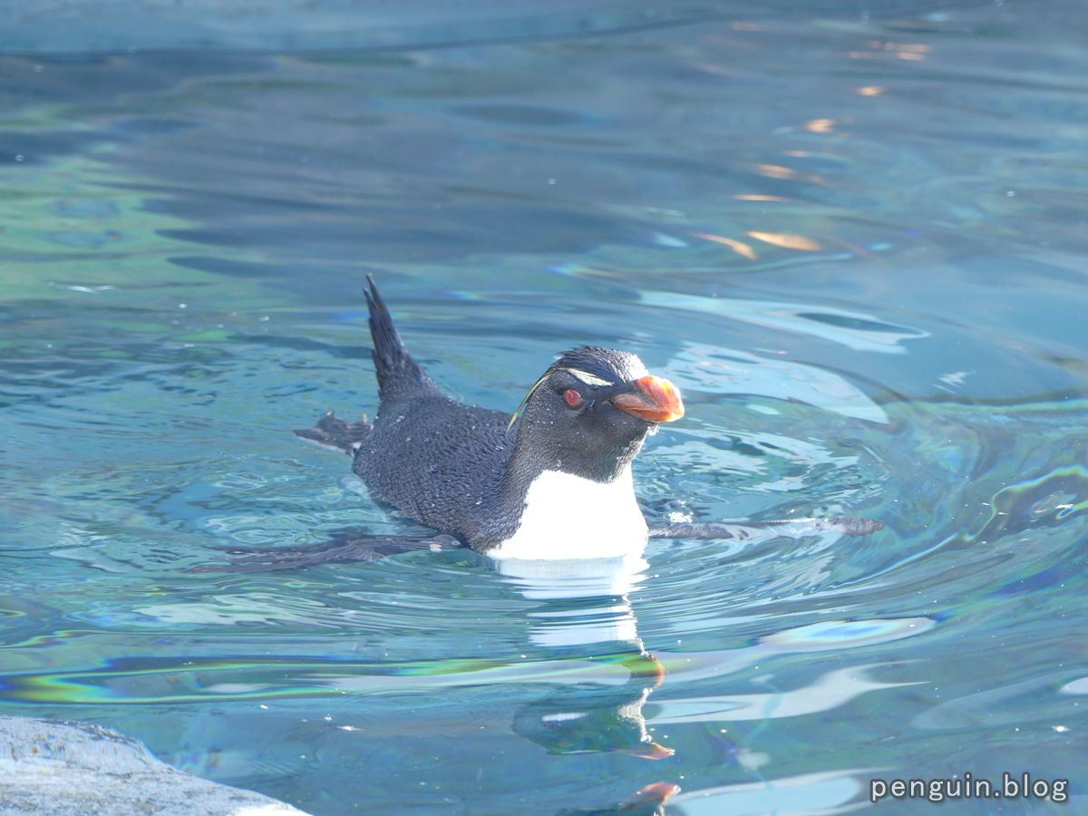 イワトビペンギンの遊泳