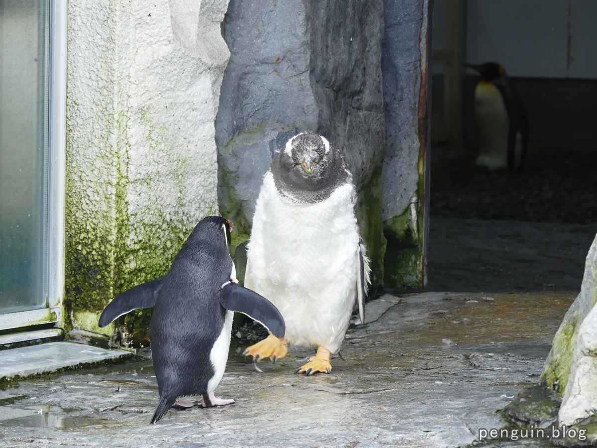 ジェンツーとイワトビペンギンの会話