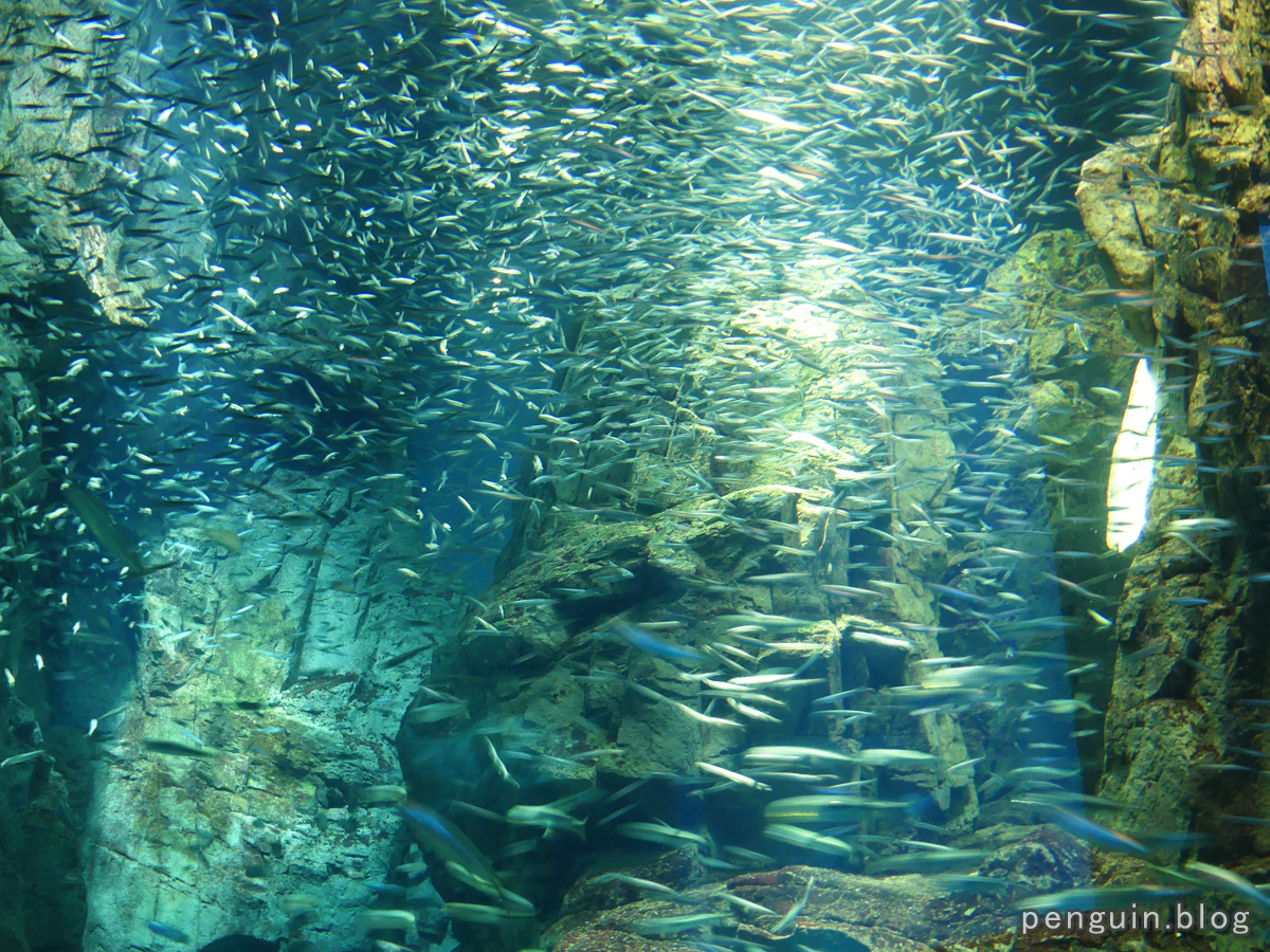 銀魚の水槽