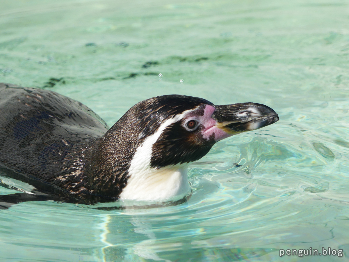 フンボルトペンギン02